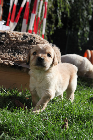 Albersweiler 20111015